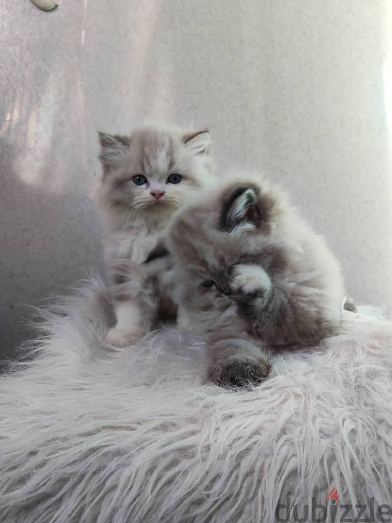 Ragdoll kittens 5