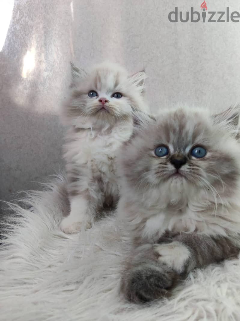 Ragdoll kittens 6