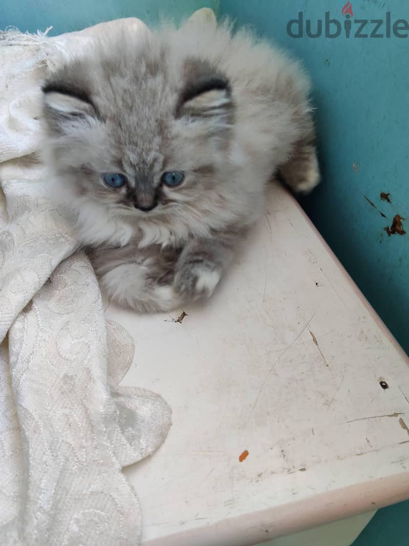 Ragdoll kittens 7