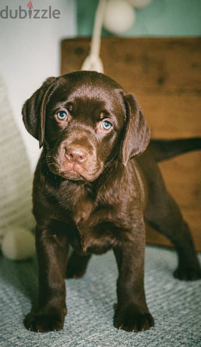 Labrador retreiver puppies