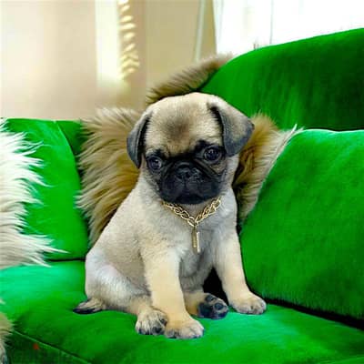 ولد pug اخر شقاوه حجم صغير مبيكبرش عندو 45 يوم