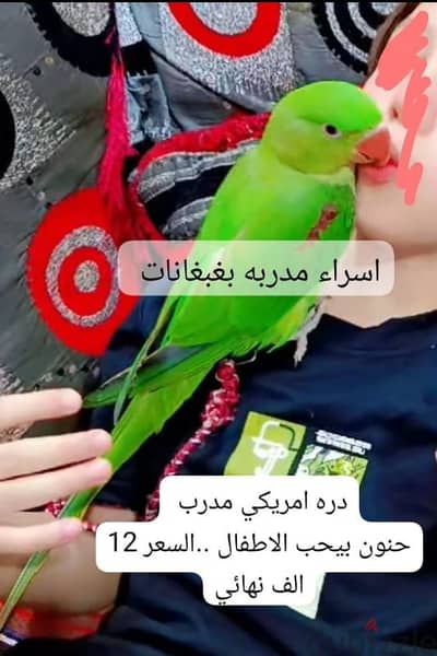 دره امريكي مدرب