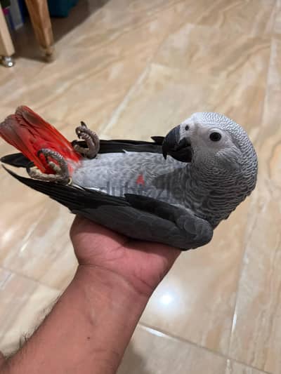 ببغاء زنجباري كاسكو تفريخ مصري
