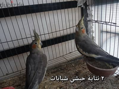 ٢ نتاية كوكتيل رمادي