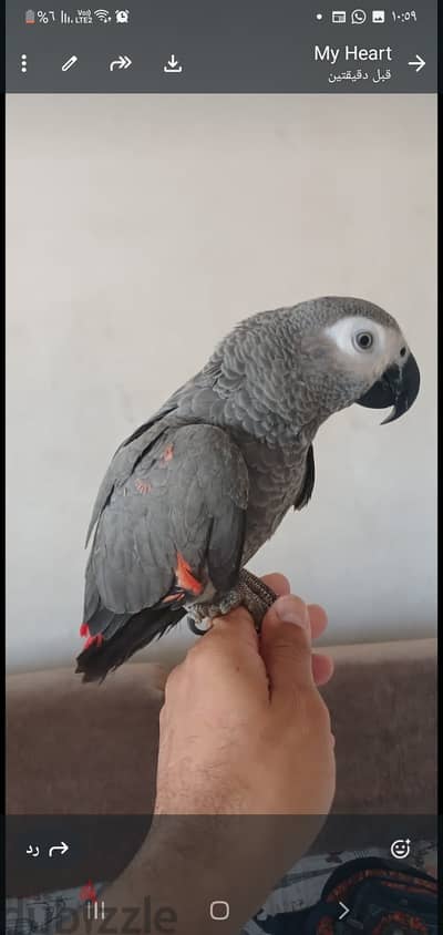 ببغاء زنجبارى