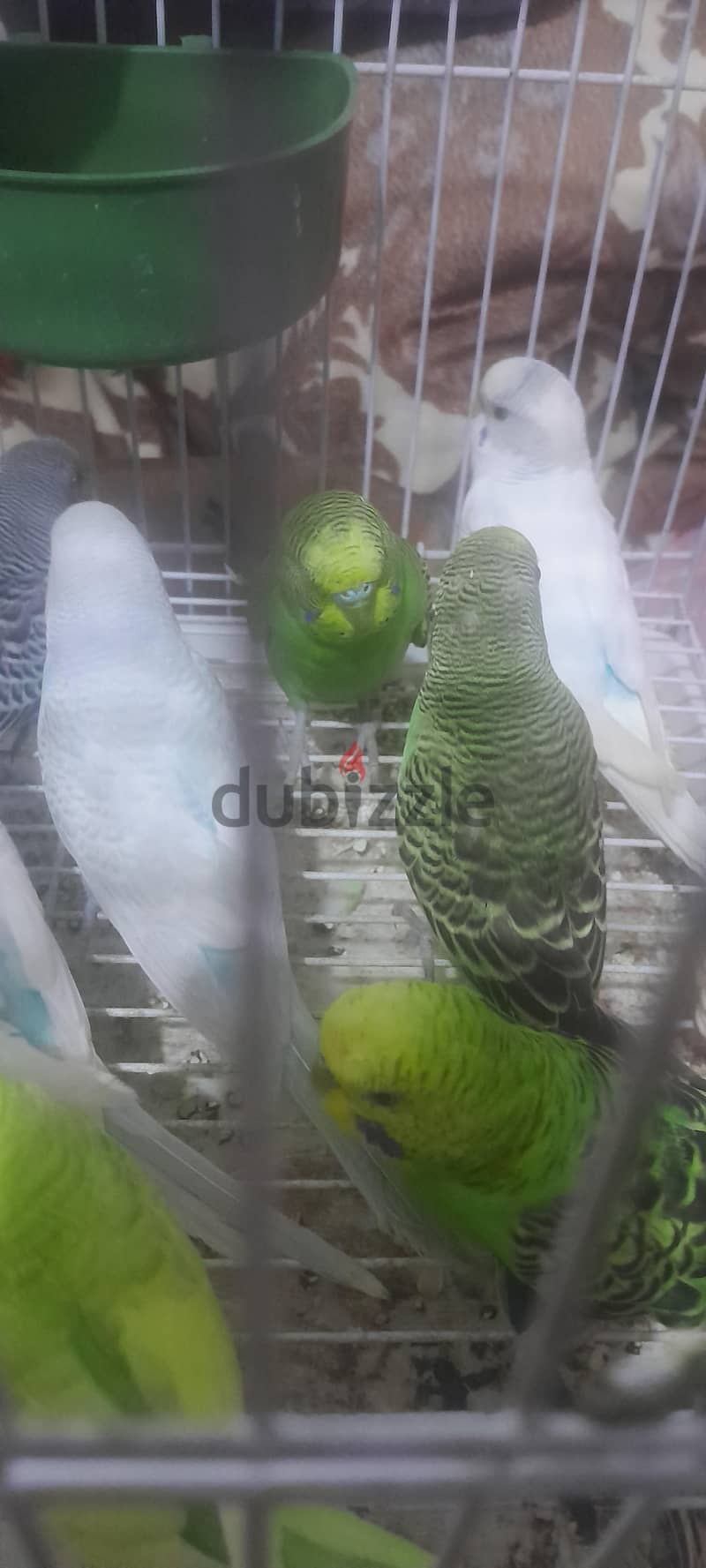 عصافير بادجي 2