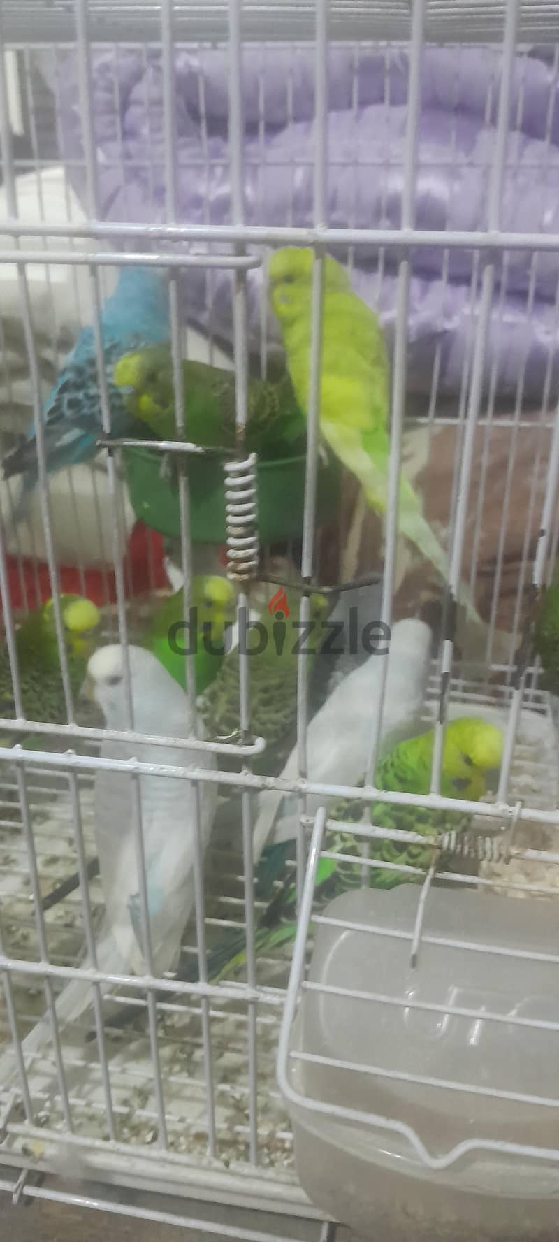 عصافير بادجي 3