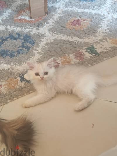 قطط هيمالايا للبيع