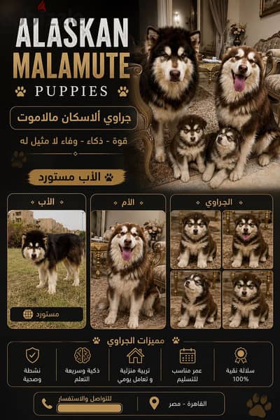 Alaskan malamute