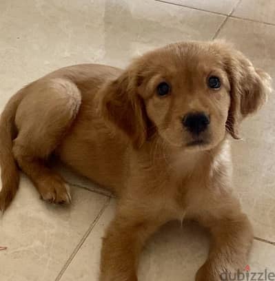 Cocker Spaniel × Golden Retriever Mix – Female Puppy