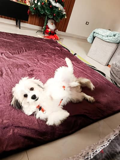 كلب جريفون