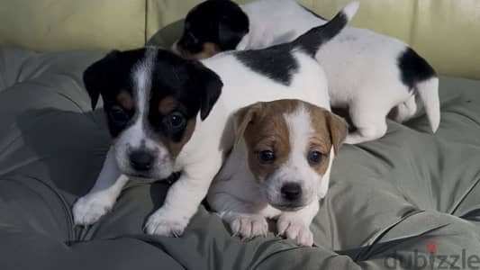 Jack Russell Puppies from Russia