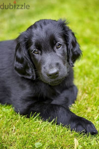 Black Golden Retriever