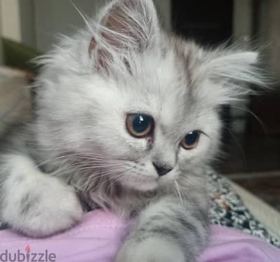 Smart, playful kitten for adoption.