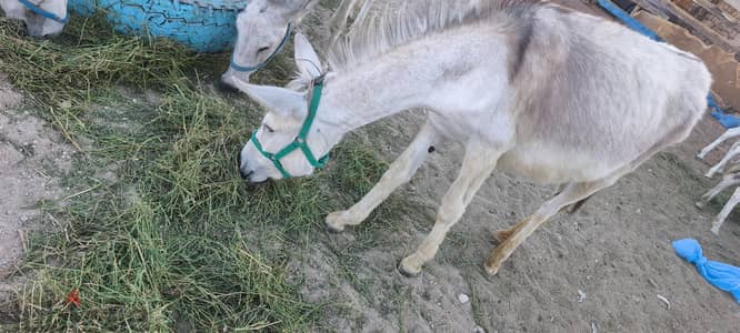 Donkey for sale