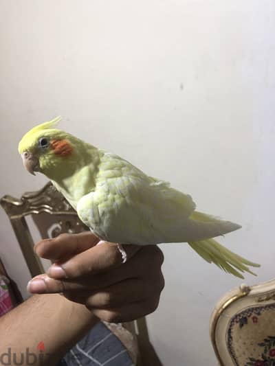 عصافير كوكتيل بالقفص