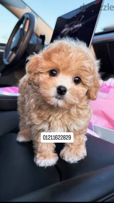 Poodle x maltipoo puppies مالتيبو
