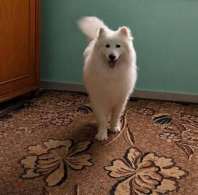 سامويد ذكر samoyed male