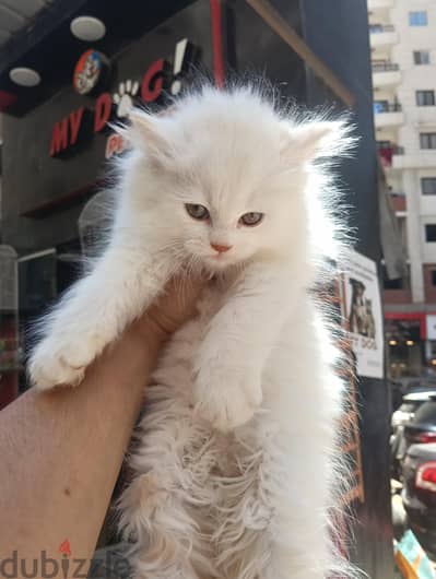متاح قطط شيرازي مون فيس