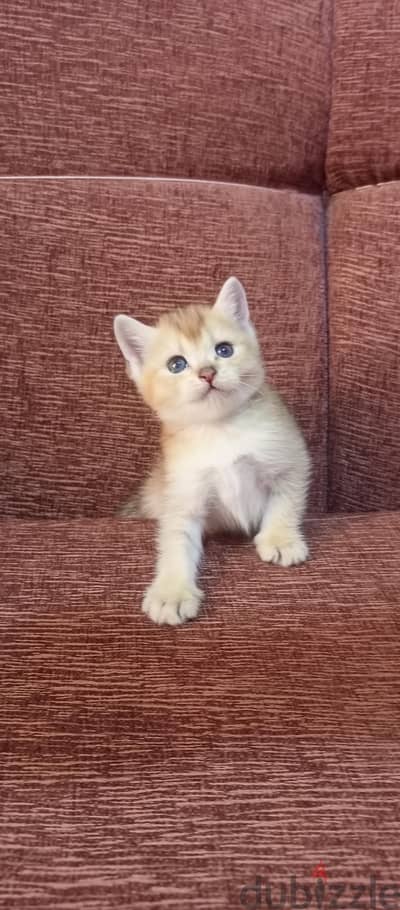 بنوته سكوتش ستريت جولد ny11