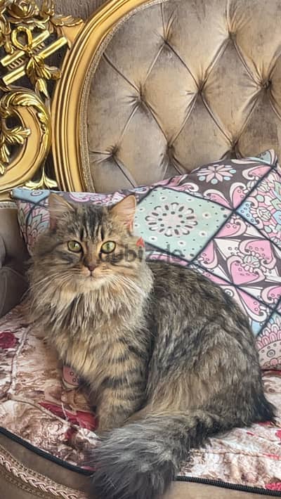 Siberian kittens WCF registered parents with passports