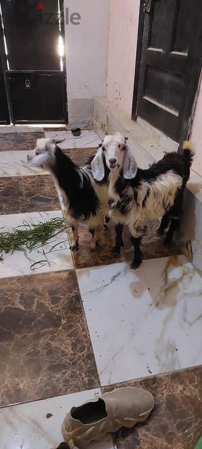جديان للبيع