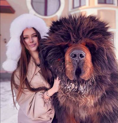 Elite Tibetan Mastiff from Russia