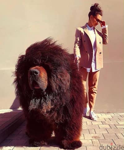 Elite Tibetan Mastiff from Russia