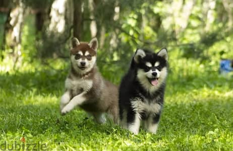Alaskan Klee Kai puppy female from Russia