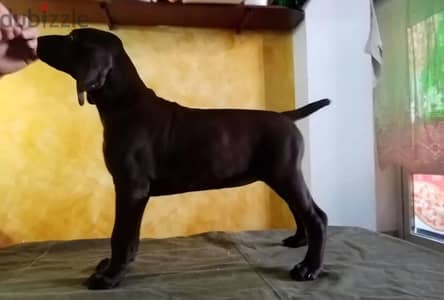 German pointer Kurzhaar puppy female from Russia