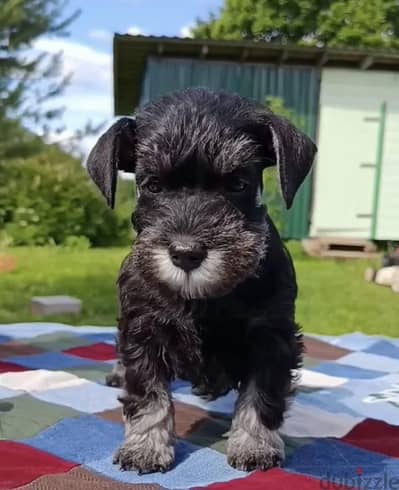 Miniature schnauzer puppy female from Russia