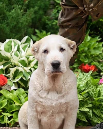 Central Asian shepherd puppies boys from Russia