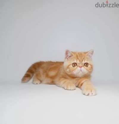 Exotic shorthair kitten female from Russia