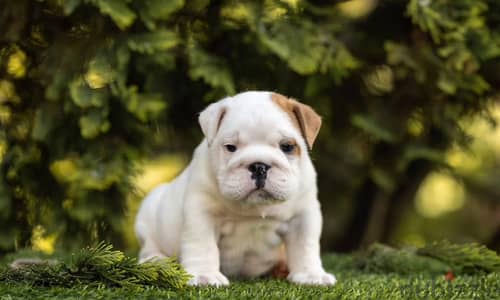 English bulldog puppy boy from Russia
