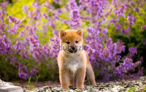 Shiba Inu puppies from Russia