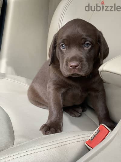Labrador chocolate top quality لابرادور تشوكلت40 day