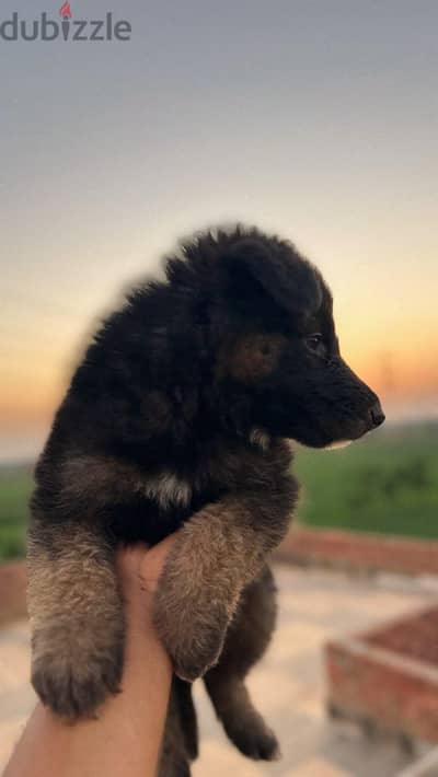 German shepherd