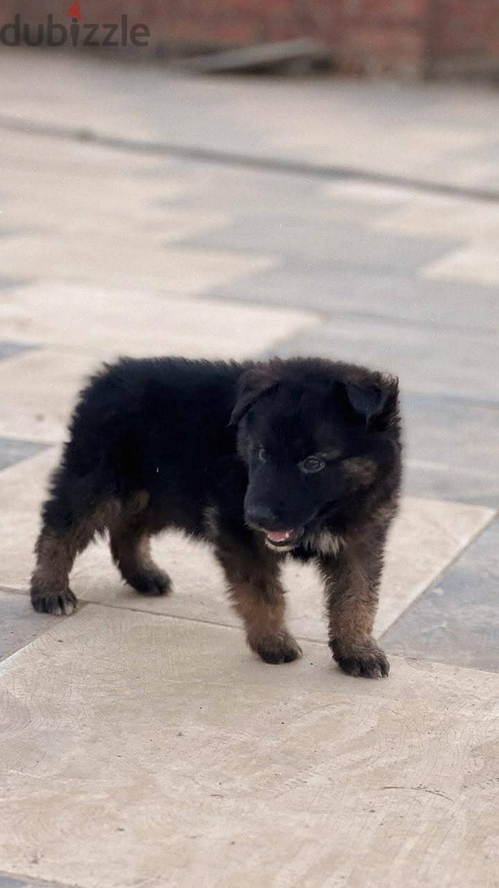 German shepherd 1