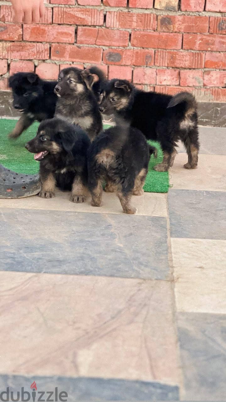 German shepherd 2