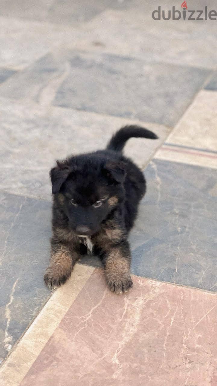 German shepherd 3