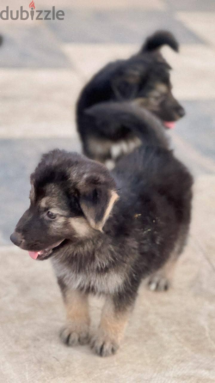German shepherd 4