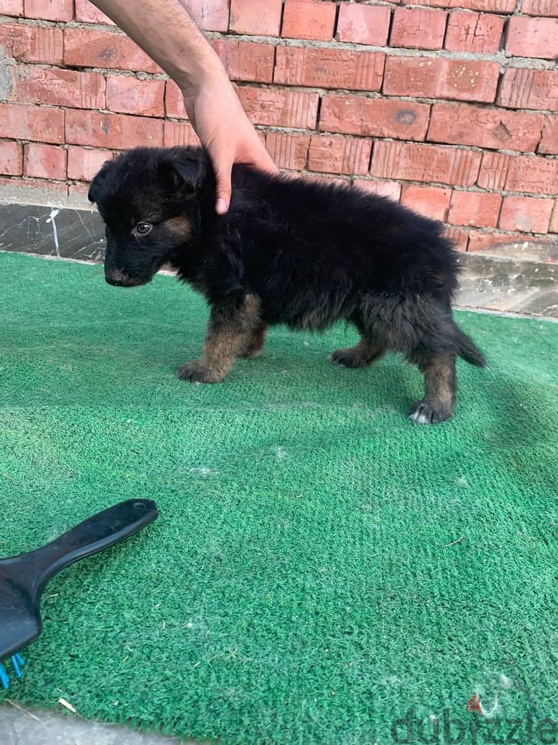 German shepherd 5