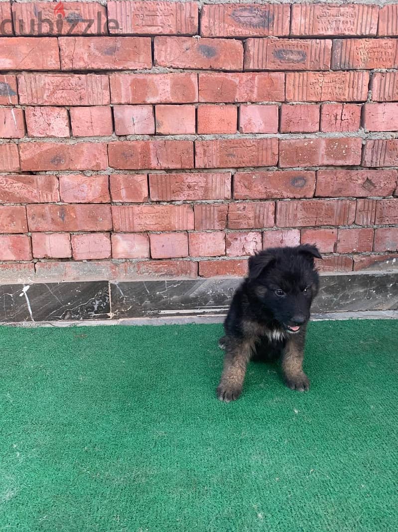 German shepherd 6