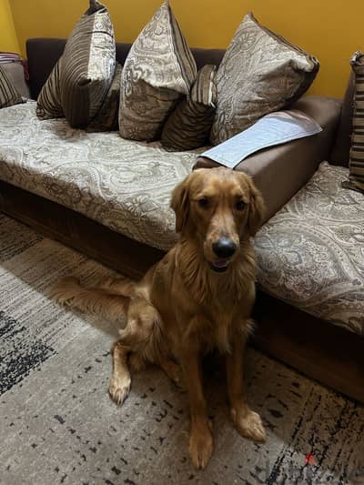 كلب جولدن واخد اغلب التطعيمات