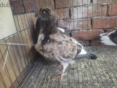 زغاليل للدبح حدائق القبه