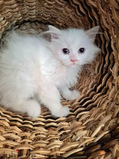 Persian Himalayan kitten