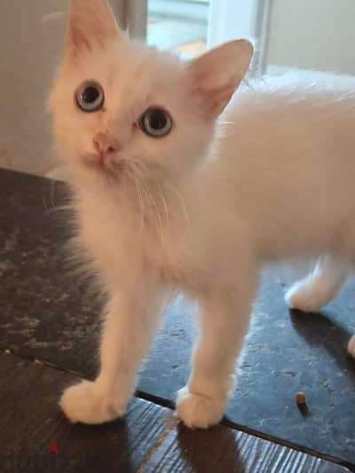 Turkish Angora boy kitten
