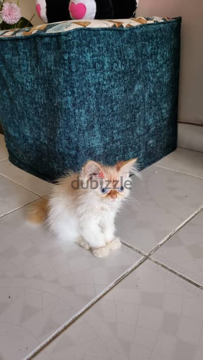 cat for selling