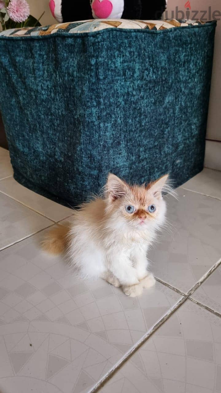 cat for selling 1