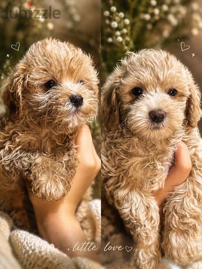 TOY POODLE  PUPPIES FOR SALE